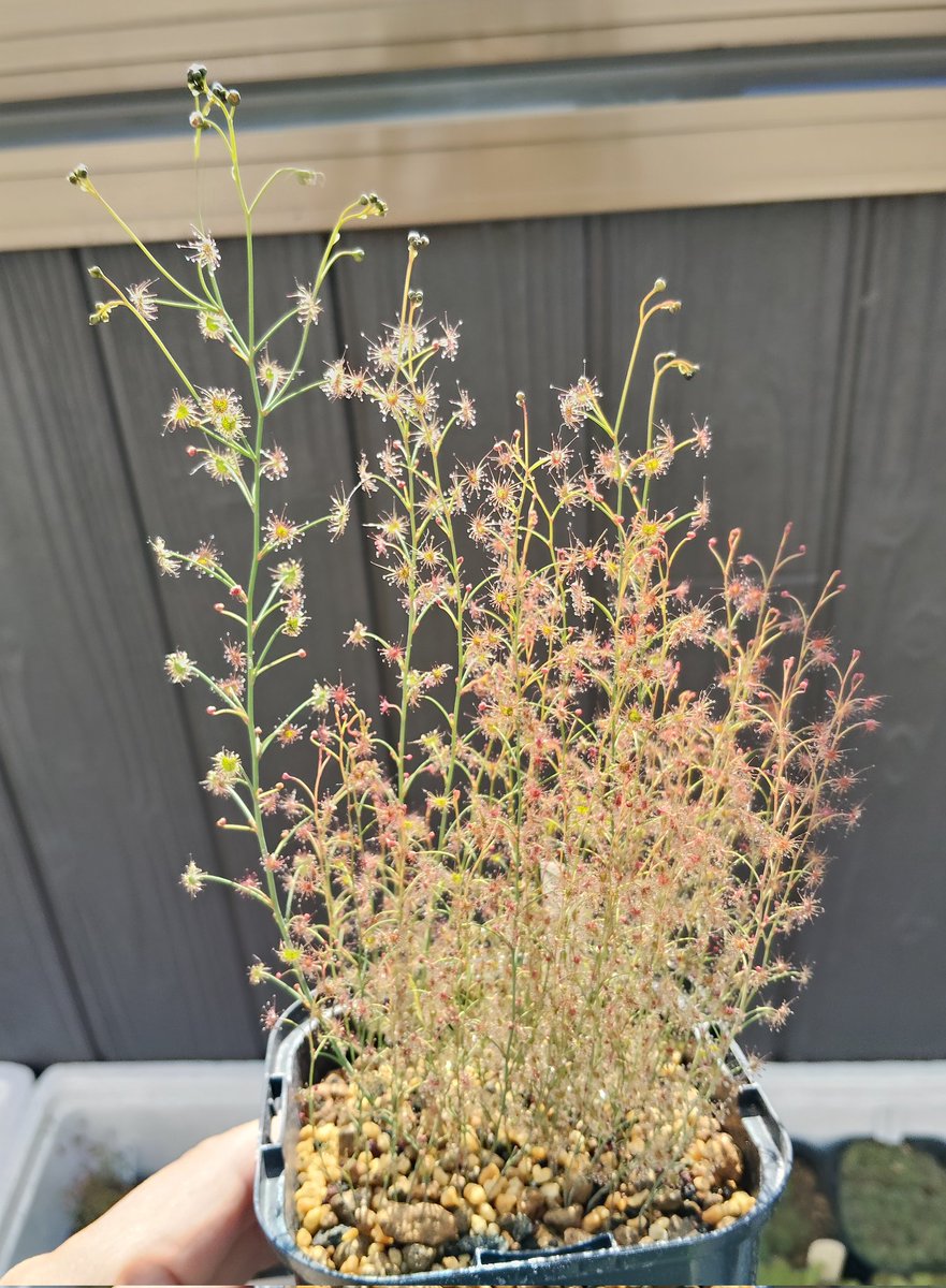 鍵の君 (@kaginokimi0077) / Posts and Replies / X