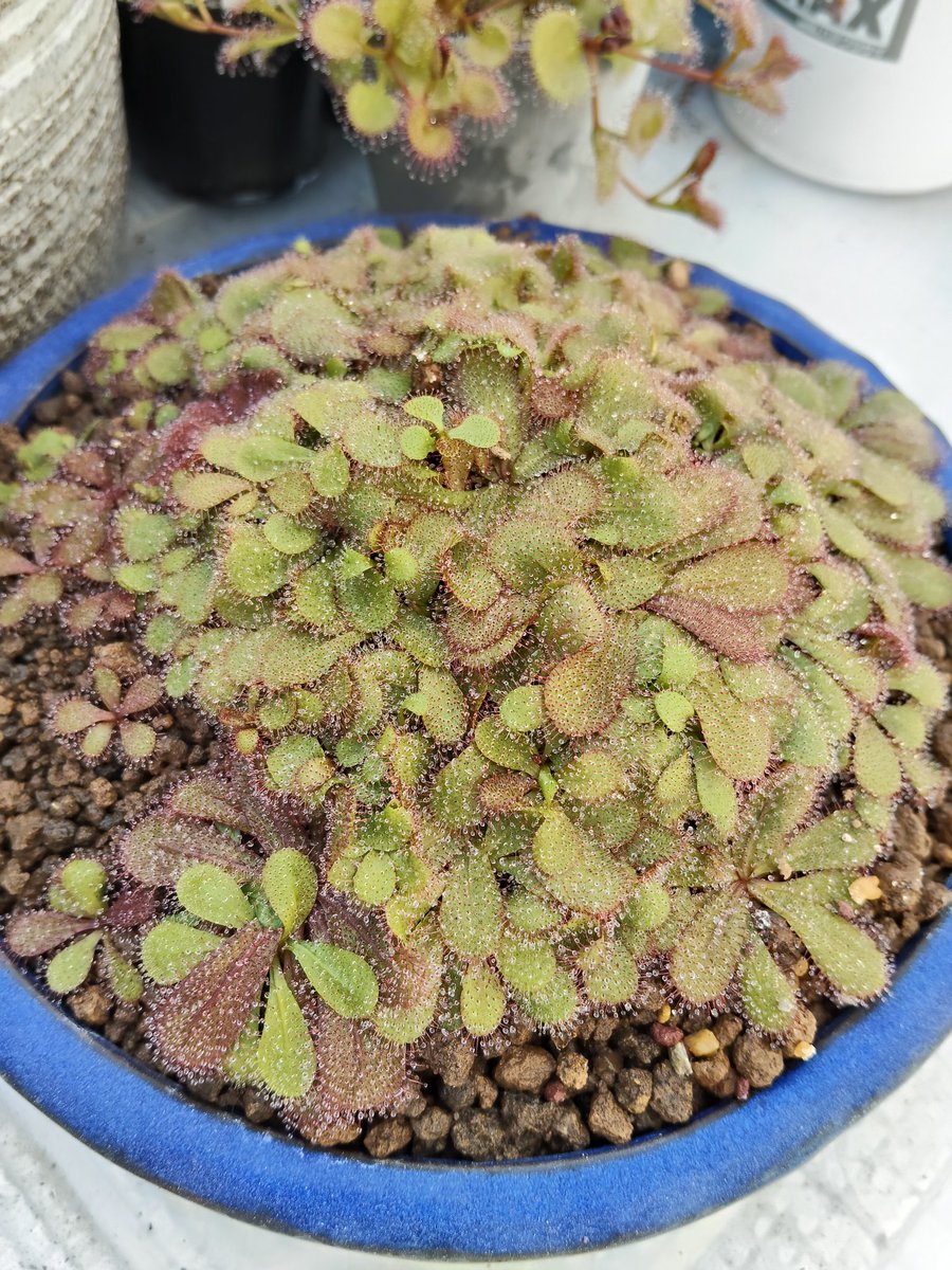 鍵の君 (@kaginokimi0077) / Posts and Replies / X