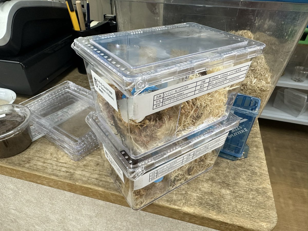 charan（パワーインセクトCの中の人） tweet media