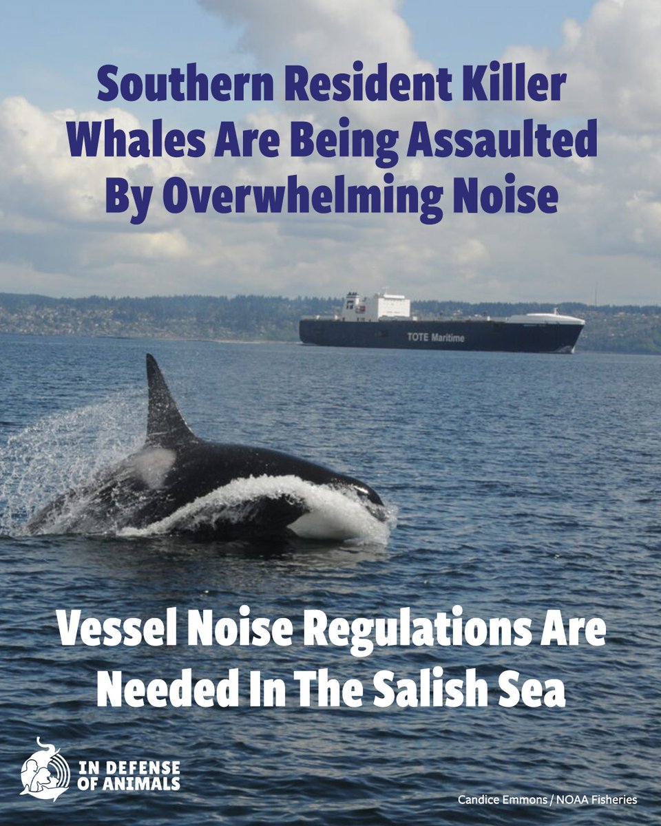 IDAUSA's tweet photo. Southern Resident killer whales in the Salish Sea are being overwhelmed by vessel noise that disrupts their communication and ability to survive. #SaveTheOrcas #QuietOcean #SalishSea
Act now: https://t.co/NOwaEr0VU6
Pls RT &amp; support https://t.co/HCVBx0BOhW https://t.co/WHwfbiQ2tR