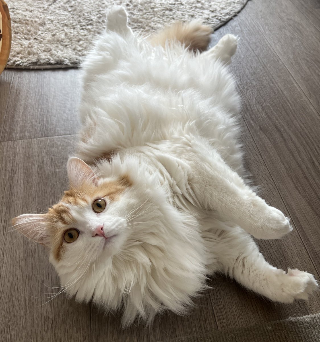yupsy5's tweet photo. 週末なので猫です🐈
#たらちゃん #サイベリアン https://t.co/peqizeloVG