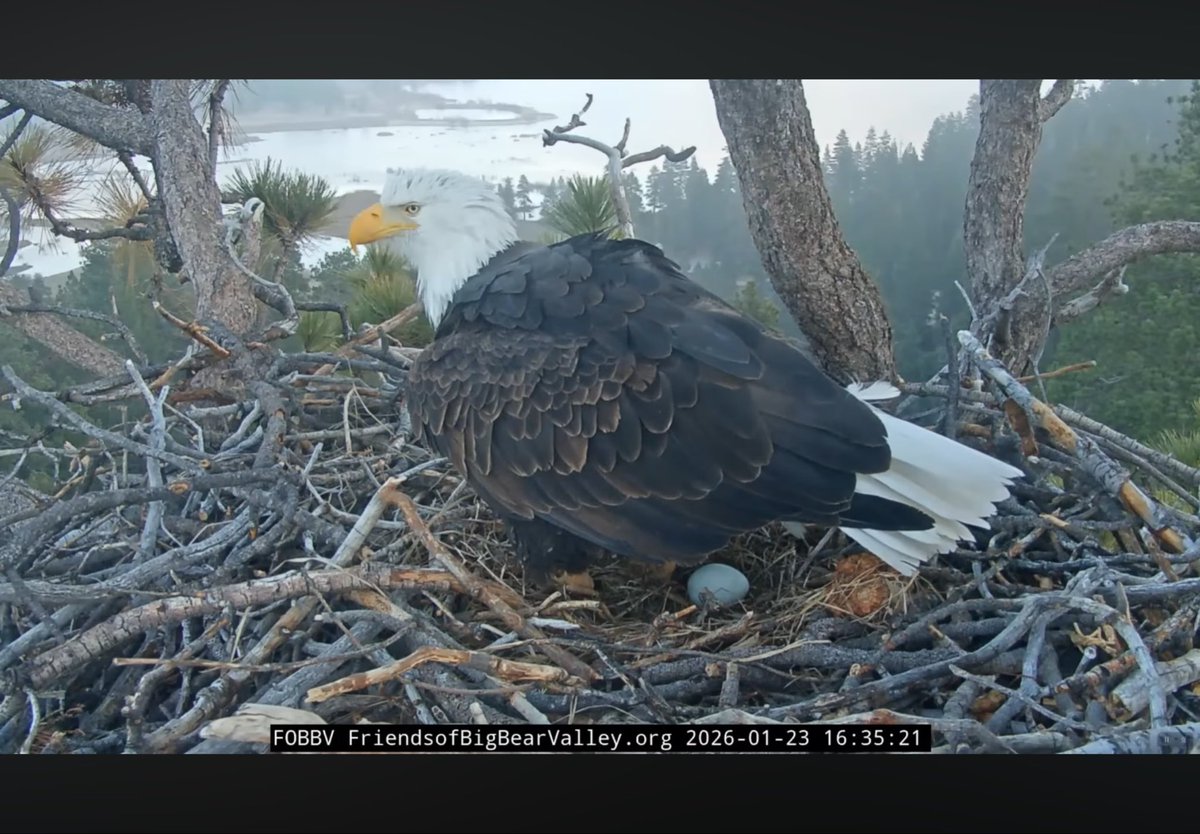 Big Bear Bald Eagle Jackie lays first egg of 2026.  Very egg-sciting!