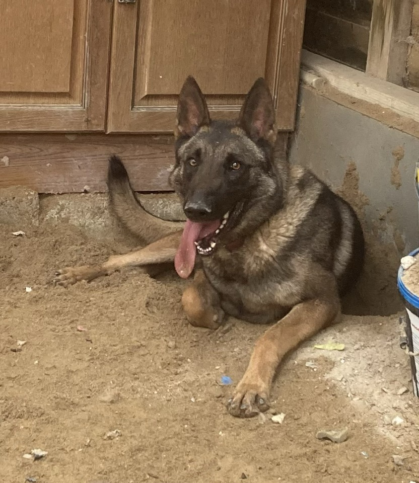 gsrescueelite's tweet photo. Luther is 4yrs old and he is a clever and friendly boy with so much potential. Luther can live with older kids but he would like to be the only pet in the home please 
#dogs #germanshepherd #Cornwall 
https://t.co/L6AShK2Dx2 https://t.co/CskP2Y1gcX