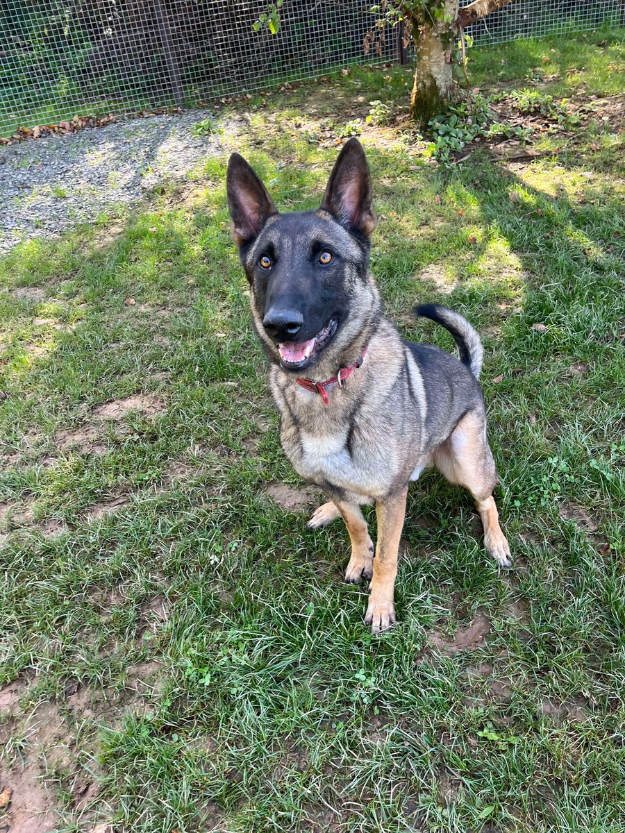 gsrescueelite's tweet photo. Luther is 4yrs old and he is a clever and friendly boy with so much potential. Luther can live with older kids but he would like to be the only pet in the home please 
#dogs #germanshepherd #Cornwall 
https://t.co/L6AShK2Dx2 https://t.co/CskP2Y1gcX