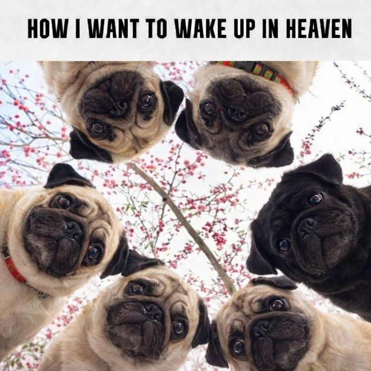 パグお(パグファンシャー) (@pug3ta) / Posts / X