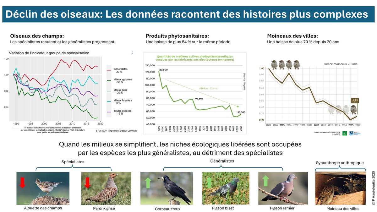 🟢 Déclin des oiseaux : spécialistes, généralistes… et ce que disent vraiment les données

Les suivis scientifiques de long terme montrent une forte baisse des oiseaux spécialistes des milieux agricoles depuis les années 1990. C’est un constat solide et préoccupant. Mais pour