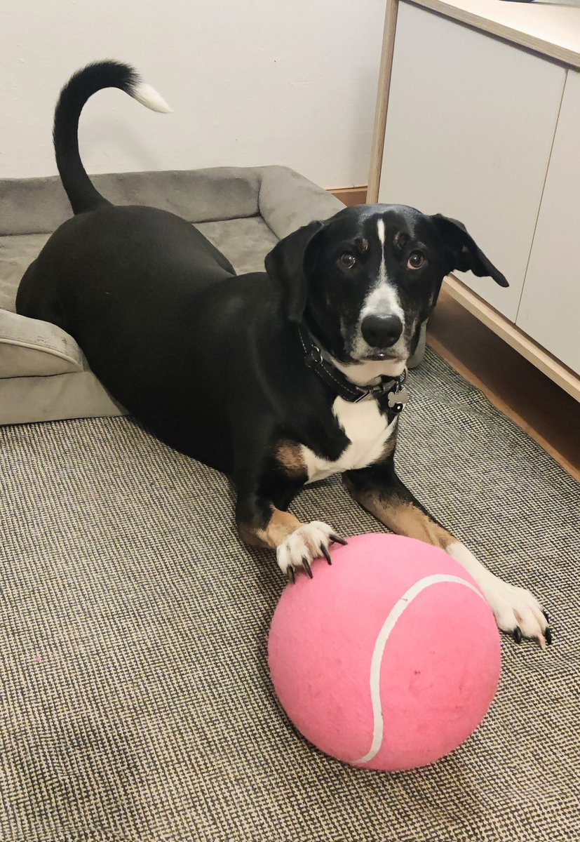 Hace mucho no les alegro el timeline.