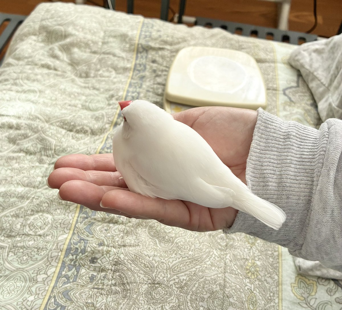 ひよこ饅頭みたい