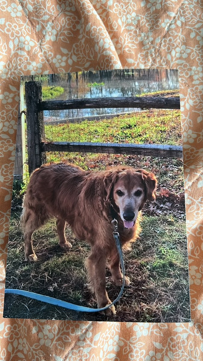 MonkeesLuvR's tweet photo. @bterrierdogs Most definitely would, and I have done so for two of my dear departed dogs who I will always miss very much! Buddy (left) passed 3/27/13 , and Shadow (right) passed 3/13/25. https://t.co/rAZkZxNg5O