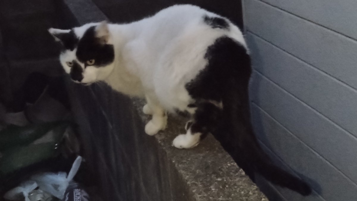 きょのぬこ様 今日も白黒猫ちゃんCが、珍しく連日 ニャン！ニャン