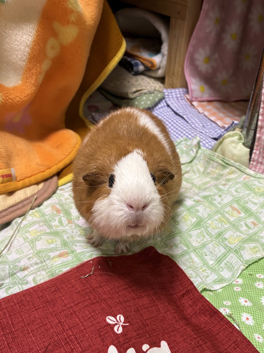 もるもるモルちゃん (@atamagamawaran1) / Posts / X