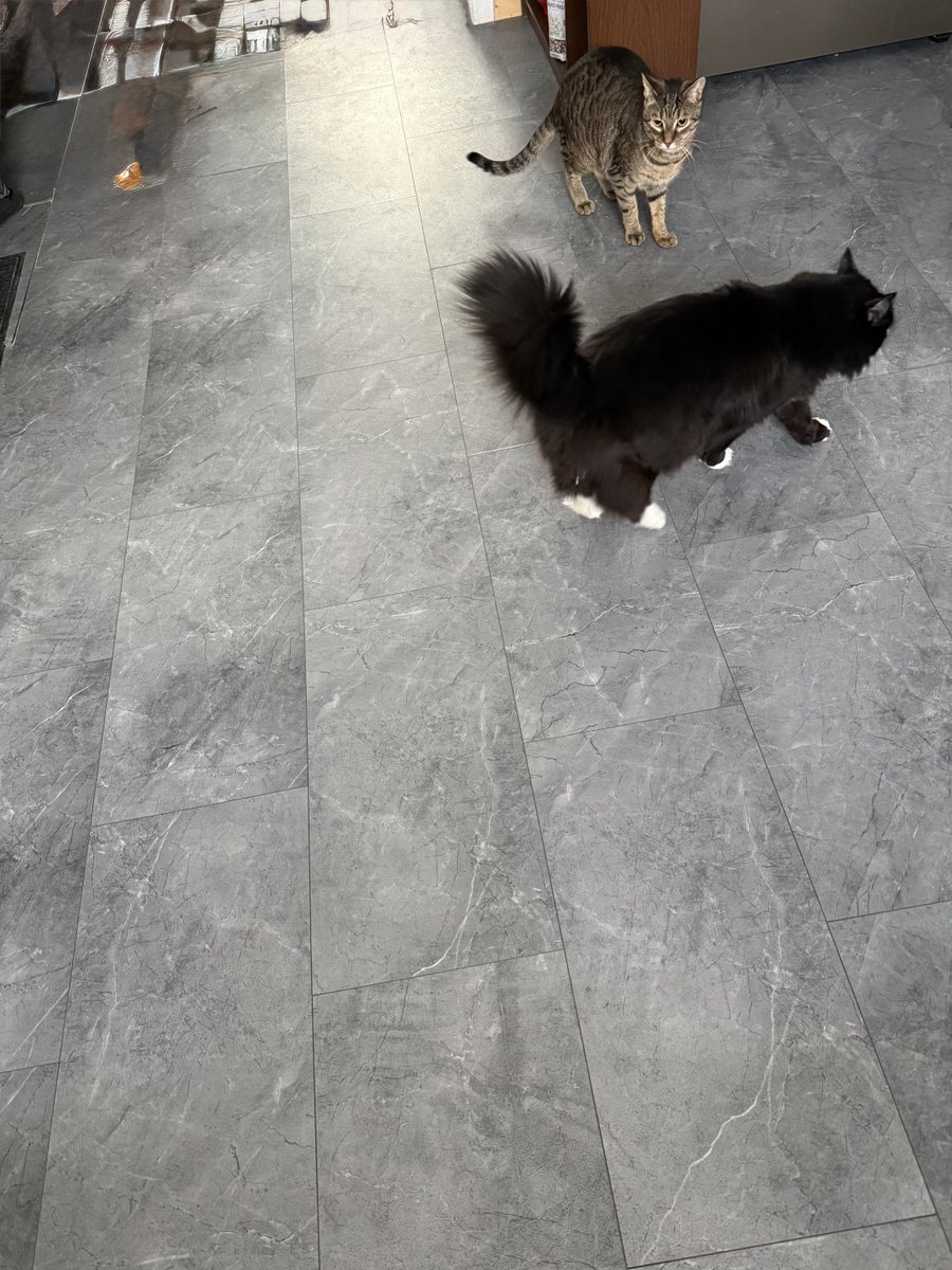 kerilneill's tweet photo. During the flood, Will and Ritter are staying with us.  Twiggs and Ritter aren’t sure if they like each other yet. https://t.co/Qt7Ag4iozJ