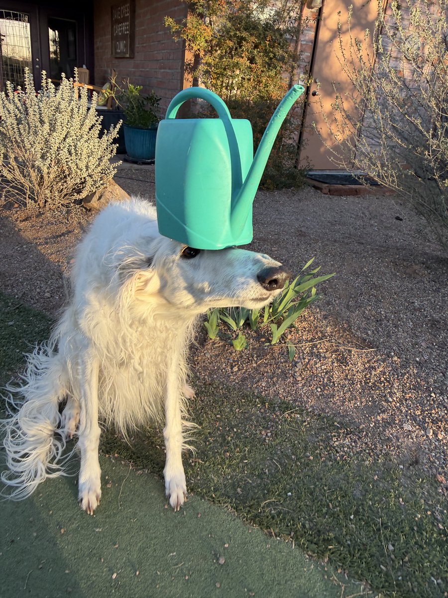 YOU CHEW IT YOU WEAR IT