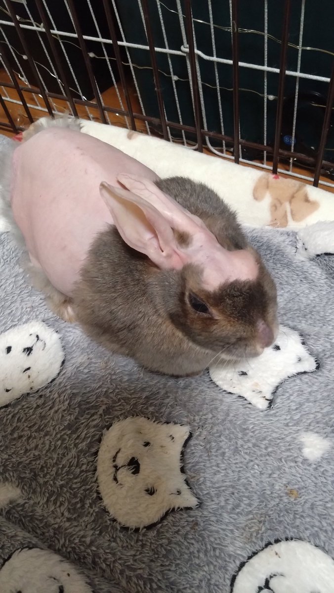 CyokoKinako's tweet photo. お返事はゆっくり返すね🐰
おやすみなさい🩷
Good night🩷🐰
Boa noite🩷🐰
#うさぎ
#Rabbit
#Coelho https://t.co/UUHWd3psqn