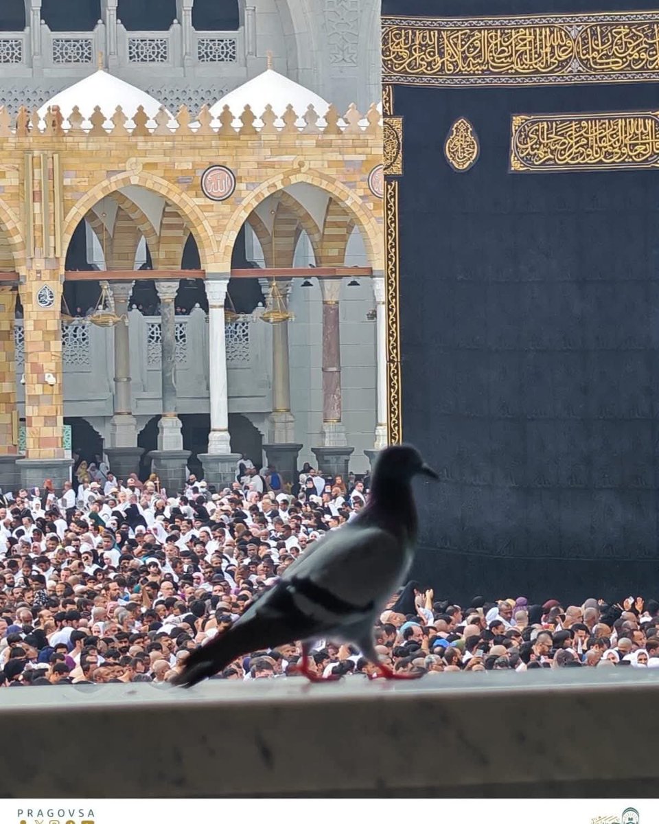 ونُحبّها ونُحب حمَامها وكلّ ما فيها!💚