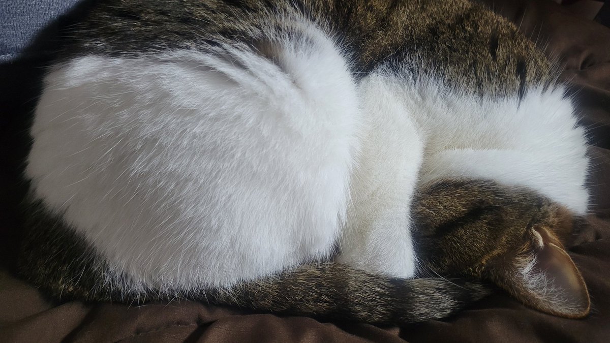 Junici4's tweet photo. おやすみ💤
#猫
#猫のいる幸せ https://t.co/ueKtv8NHzU