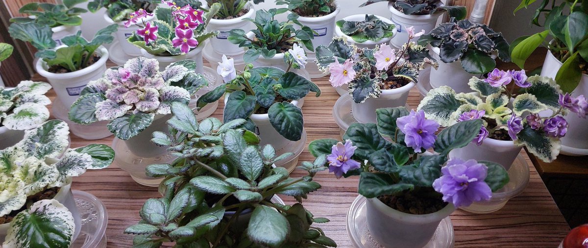 free fish tweet media