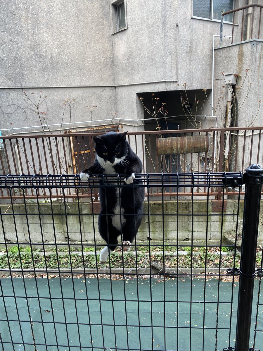 にゃん太郎 tweet media