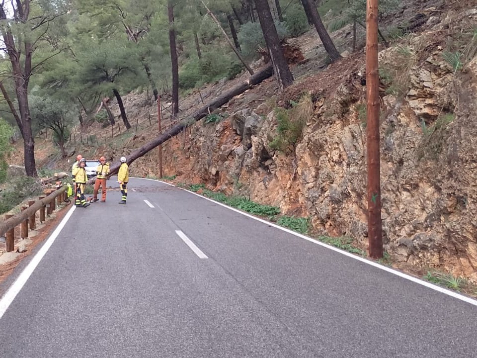 AgriculturaGOIB's tweet photo. 🪚 Efectius d'@AgriculturaGOIB estan actuant avui dematí en les tasques de retirada d'arbres a la carretera de #Lluc, a #Mallorca:
En total, set bombers forestals (incloent-hi un tècnic).
👉 Col·laboració amb @Emergencies_112 i @BombersdeMca. https://t.co/lHXtaf40rO