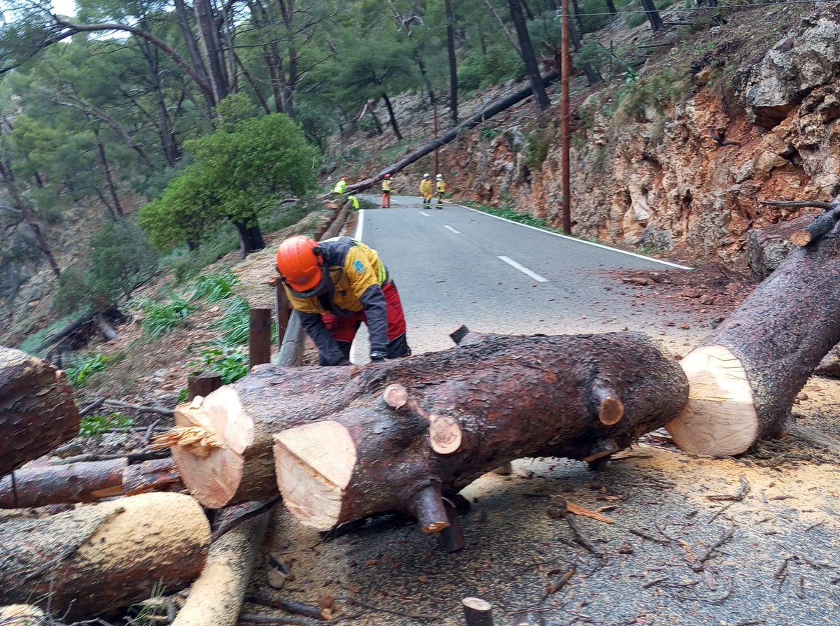 AgriculturaGOIB's tweet photo. 🪚 Efectius d'@AgriculturaGOIB estan actuant avui dematí en les tasques de retirada d'arbres a la carretera de #Lluc, a #Mallorca:
En total, set bombers forestals (incloent-hi un tècnic).
👉 Col·laboració amb @Emergencies_112 i @BombersdeMca. https://t.co/lHXtaf40rO