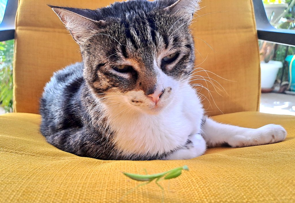 The Duck tweet media