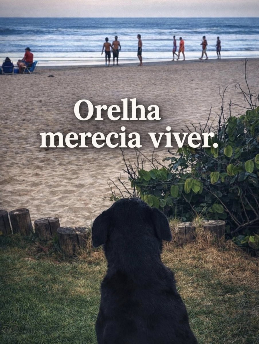 Os pais dos criminosos que assassinaram o Orelha estão comprando a justiça de SC, esse caso brutal não pode ficar por lá!

FEDERALIZAÇÃO DO CASO ORELHA