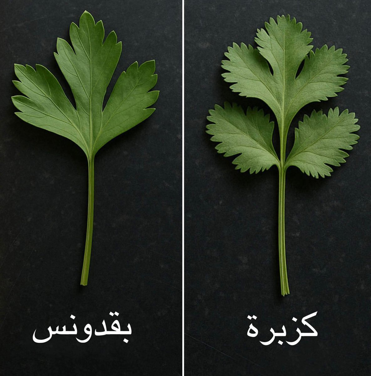 #عاشق_الماضي tweet media