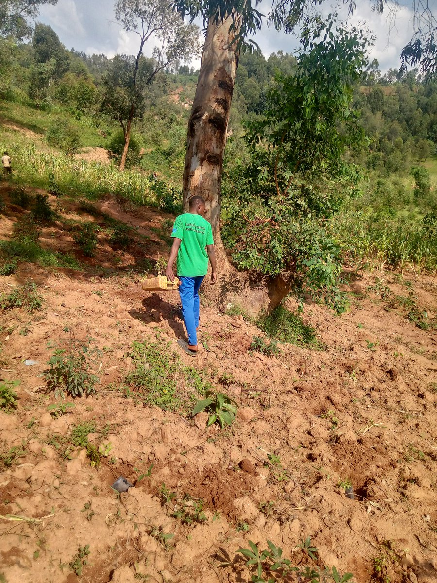 Nsengiymvathier's tweet photo. 🌱 #GreenRisingProgram reminds us that planting trees plays a pivotal role in fighting climate change. Through conservation, we don’t just restore nature,we inspire others to protect our planet.
Heartfelt thanks to @WGYB_NGO for championing climate action and empowering youth in Gisagara district @GisagaraDistr to build a greener, more sustainable future. Together, we rise for the environment! 💚
#GreenRising #ClimateAction
#Youth4ClimateAction