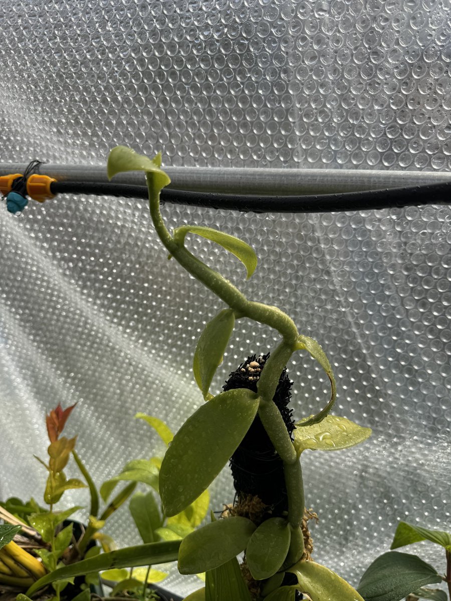 Vanilla cf. kinabaluensis
Tambunan, Sabah
一回絶やしちゃったけど、別の場所で生き残ってたので回収したもの
だいぶ成長がいいので今後が楽しみ。
はよ増やして危険分散したいところ。