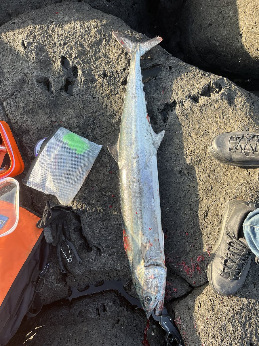 チョロきい tweet media