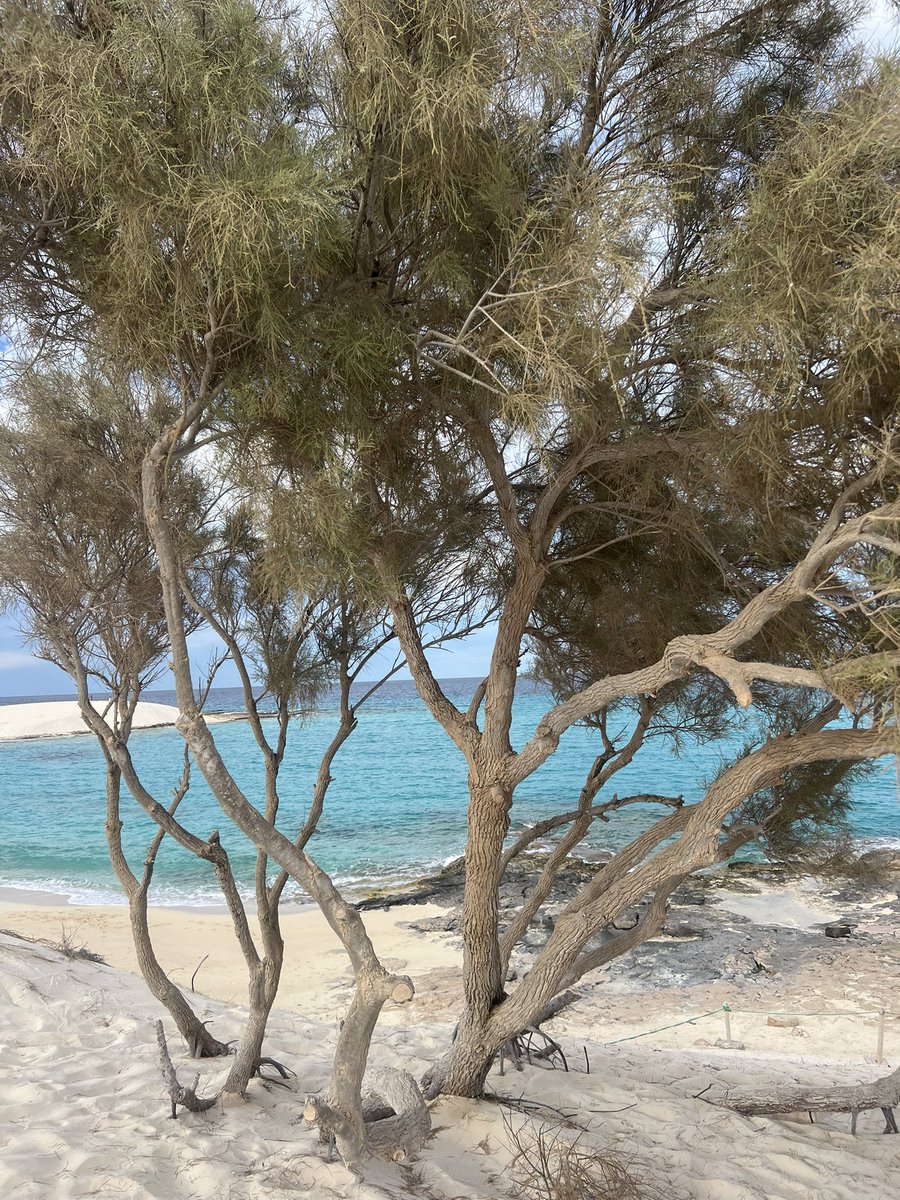 mostafaBBarakat's tweet photo. بدل العريش و تصاريح الأمن و صعوبة دخول المدينة اللى برضه شبه مستحيلة 

عليك و على اجمل بحر و أماكن ف مصر ان لم يكن ف العالم 
مرسى مطروح فيها أماكن اندرريتيد اوى ولكن يفضل تروحها بعربية بحالك هتكتشف كنز هناك https://t.co/FxDlYr0JVa