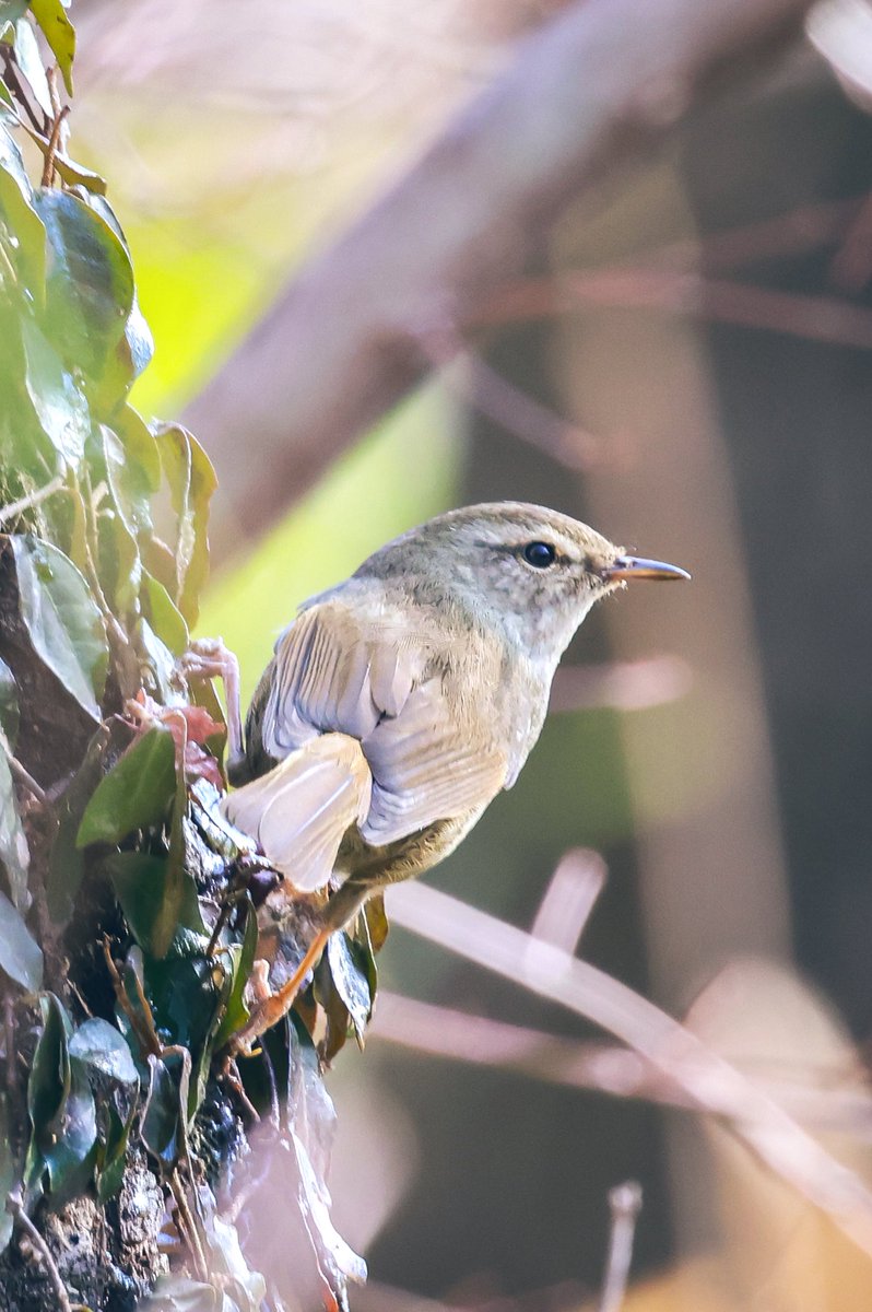私がウグイスです❣️