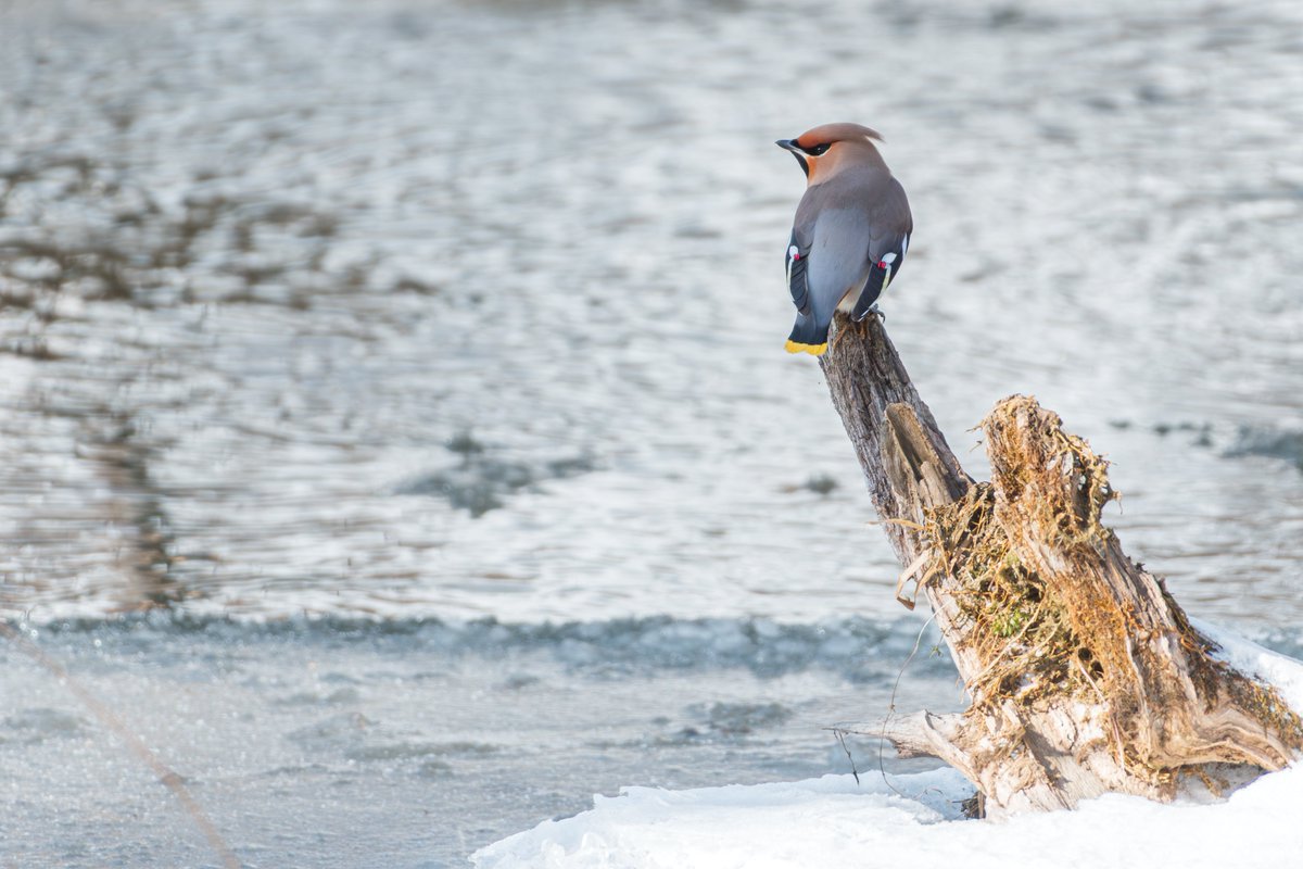 bbjpks's tweet photo. 昨日の遠征は 現場に何時間も私たった一人のキレンジャク祭りでした。
Nikon D500
AF-S NIKKOR 200-500mm f/5.6E ED VR
#Nikon
#キレンジャク
#野鳥撮影
#野鳥 https://t.co/HVKXXue20w