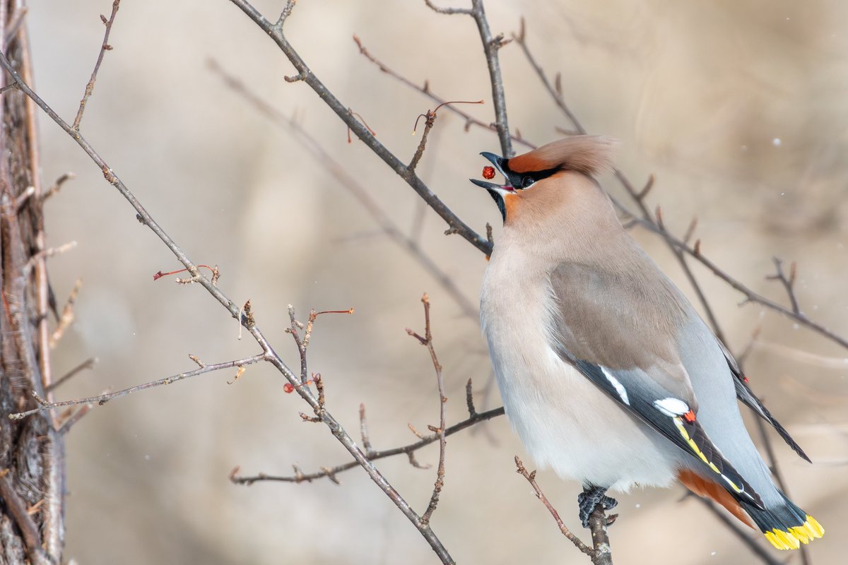 bbjpks's tweet photo. 昨日の遠征は 現場に何時間も私たった一人のキレンジャク祭りでした。
Nikon D500
AF-S NIKKOR 200-500mm f/5.6E ED VR
#Nikon
#キレンジャク
#野鳥撮影
#野鳥 https://t.co/HVKXXue20w