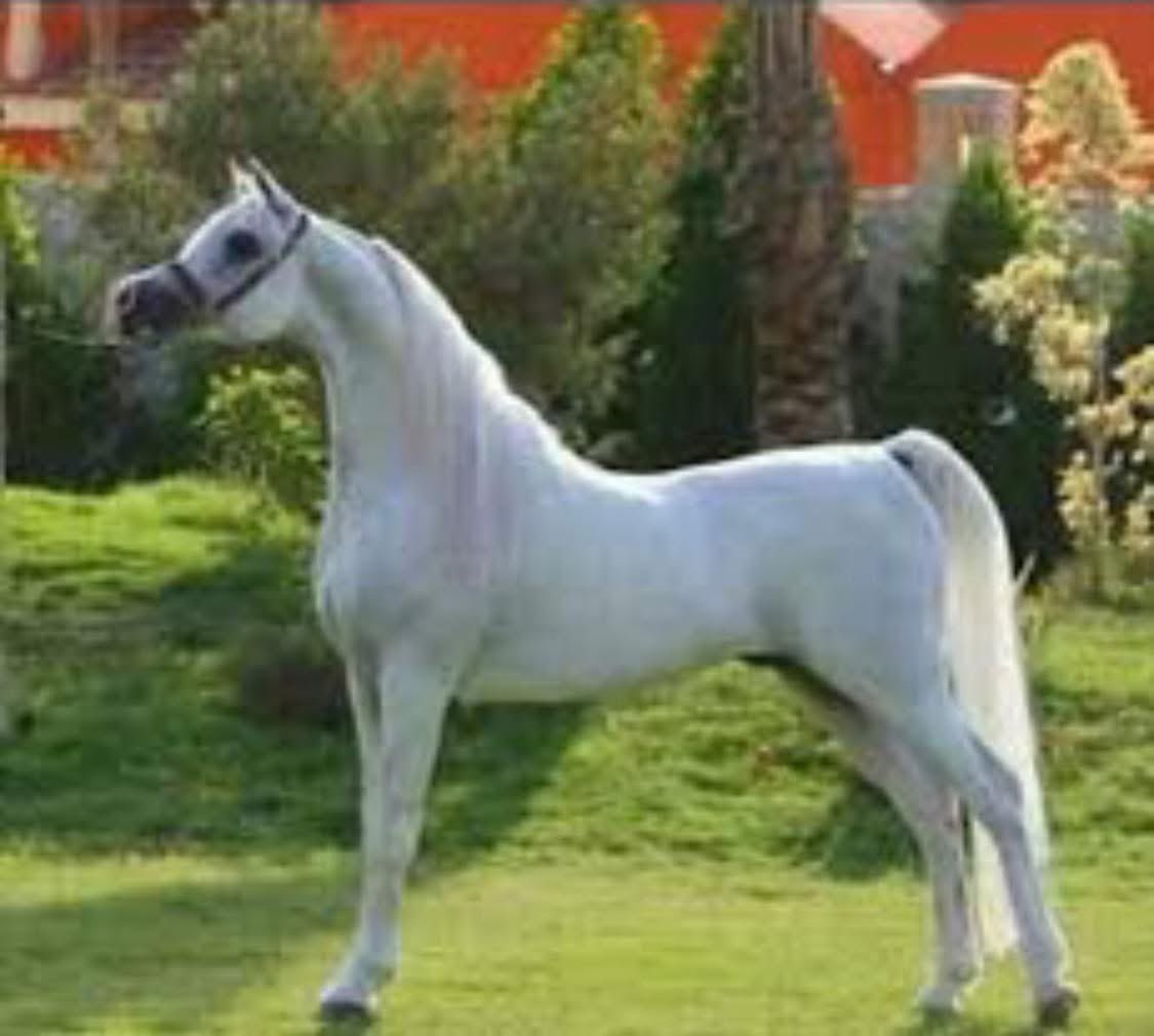 ام حازم tweet media