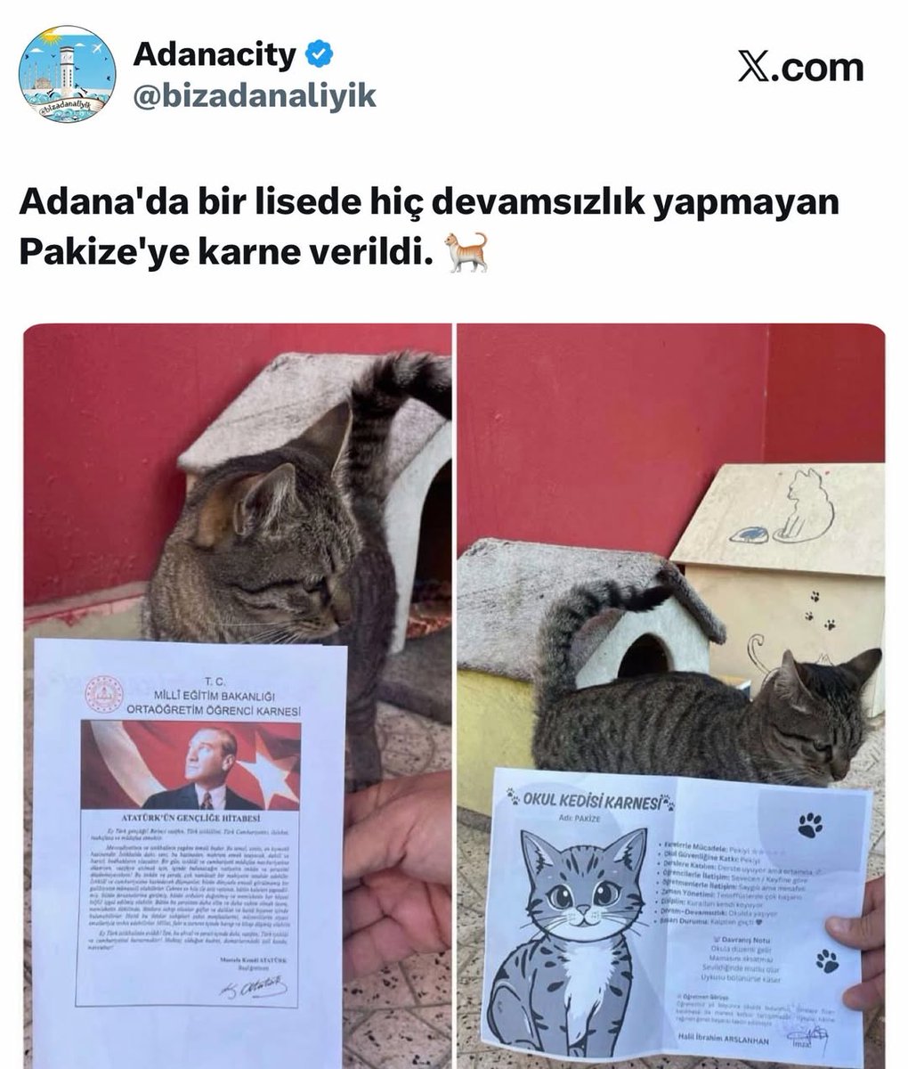 Kedi Tehlikesi tweet media