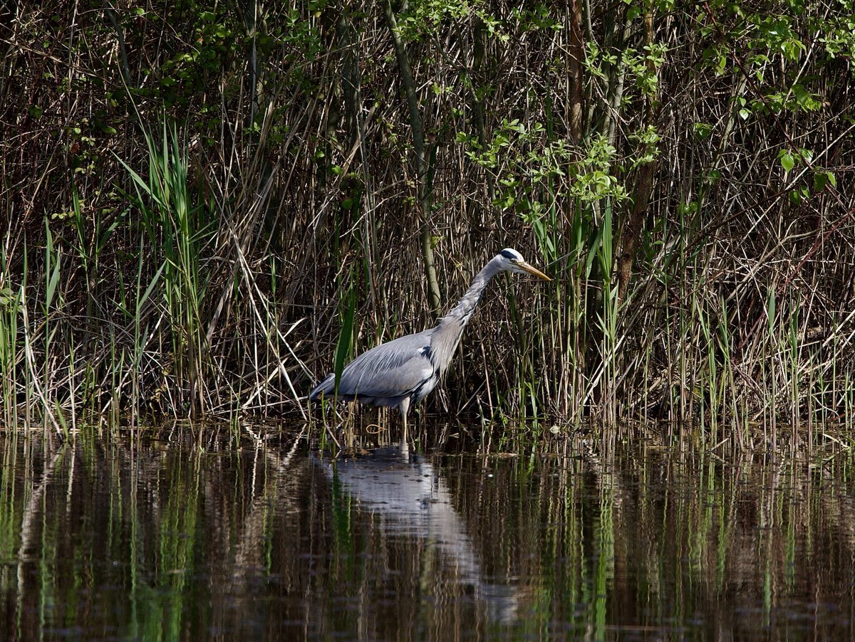 Mike Webb tweet media