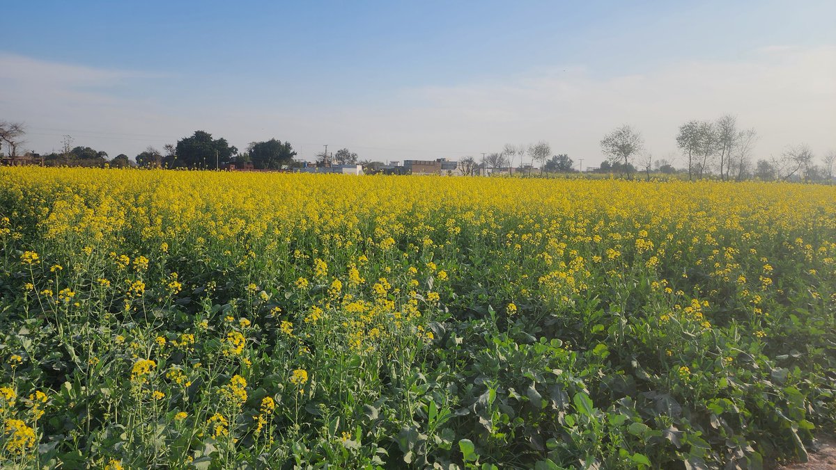 Winter Therpay 
#Winter #Punjab #Mustard #PositiveVibes
