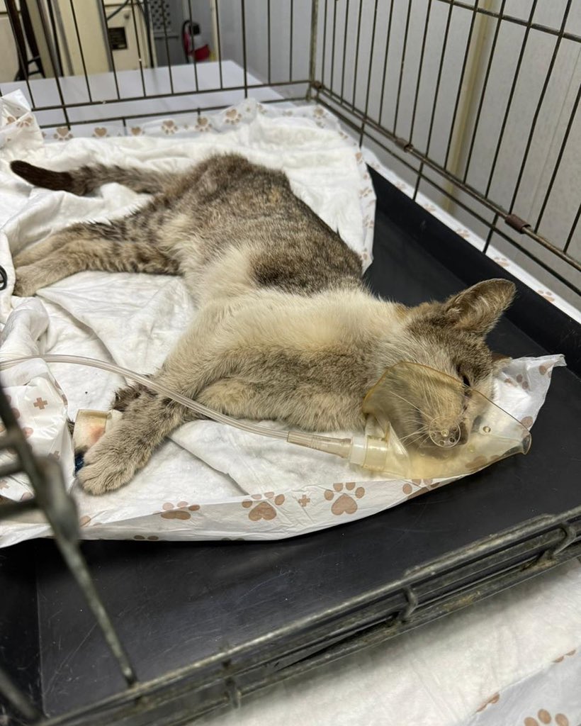 UAanimalres's tweet image. My heart is breaking… 💔 My cat is fighting for life right now and I don’t have enough for treatment. Please, if you can help with anything, even $1, it can save a life. 🙏
#SaveMyCat #PleaseHelp #AnimalRescue