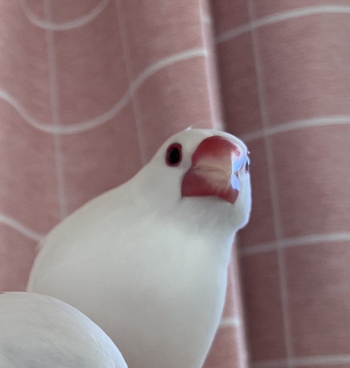 手の上に乗った文鳥に顔を近づけた時に、嘴で鼻をツンと小突かれる。ここからしか得られない栄養素が確かにある