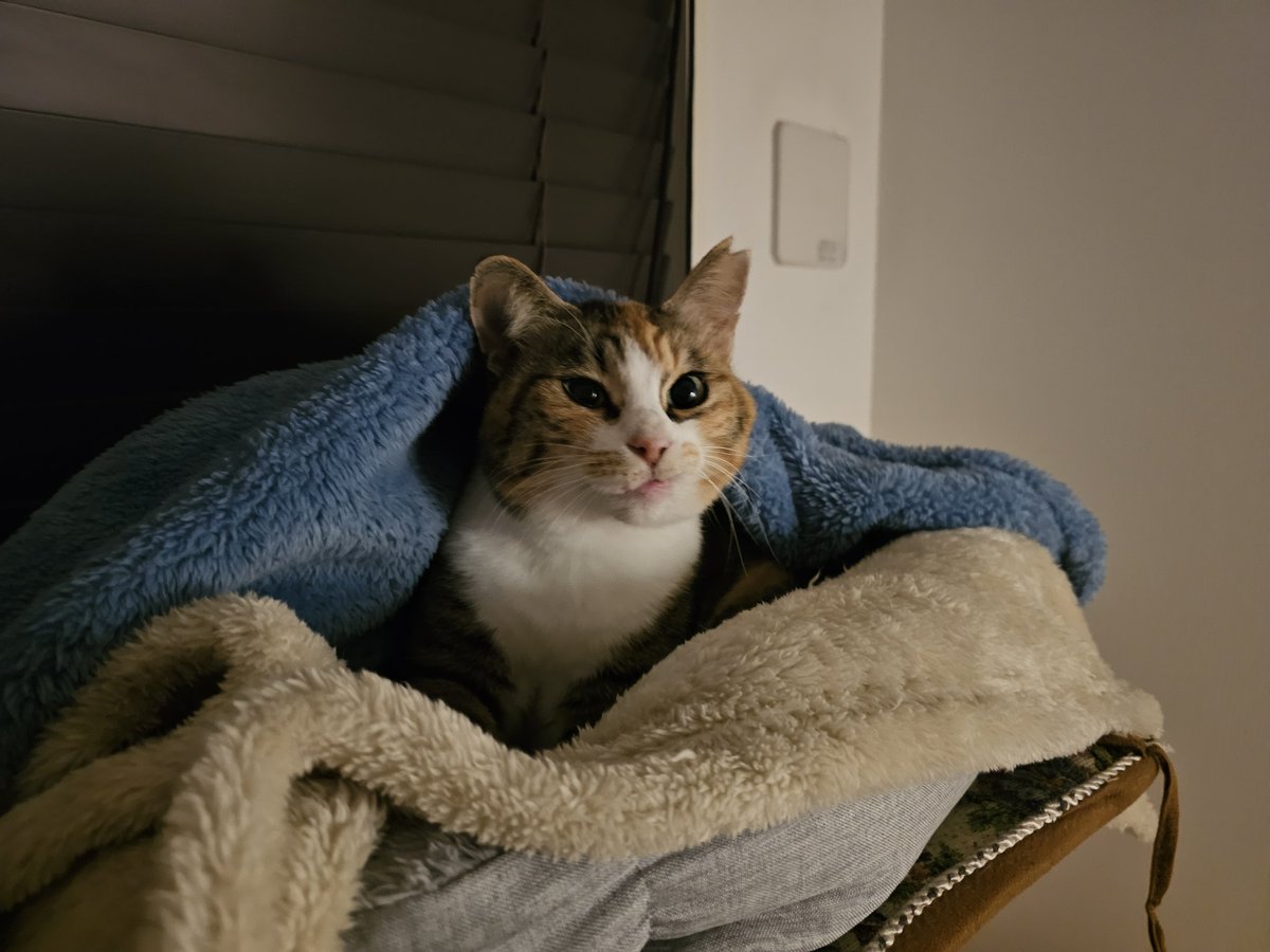 Post by モモ🍀 on X: 🫶