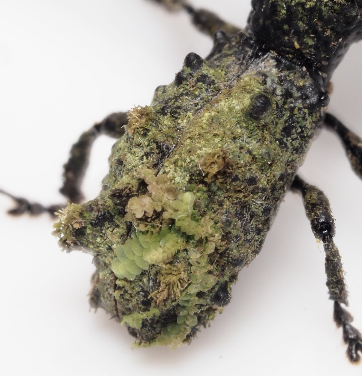 マダガスカルの毛深いゾウムシ！この1頭のみ 背中にコケを生やすゾウムシ(Lithinus sp.) 今回のマダガスカルで一番