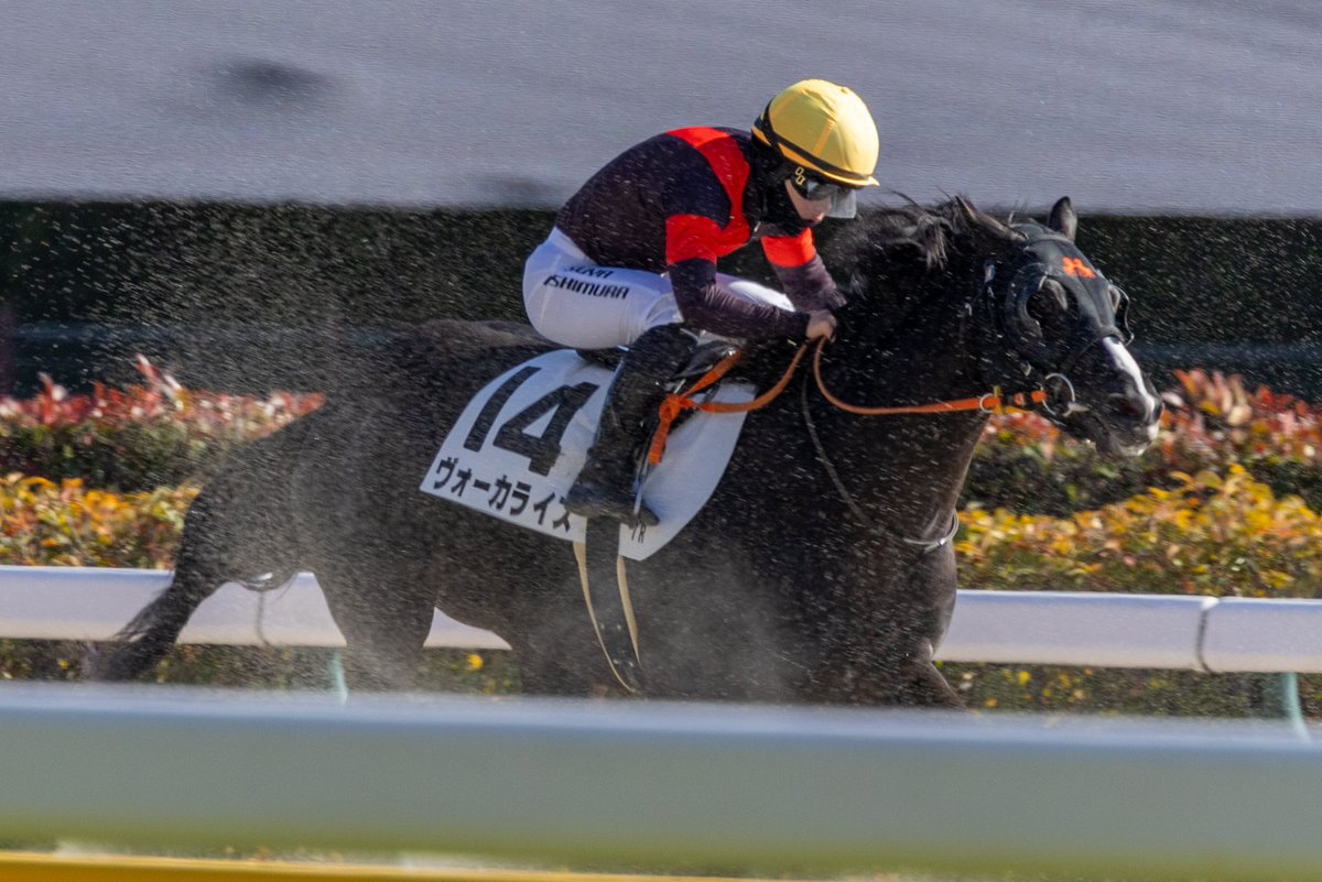 toku_kitaru's tweet image. 2026.1.31 東京7R 3歳1勝クラス
#ヴォーカライズ × #西村淳也 騎手

初の府中でも力を見せてくれて良かったです！また淳也くんとのコンビで勝ち上がって欲しい✨️