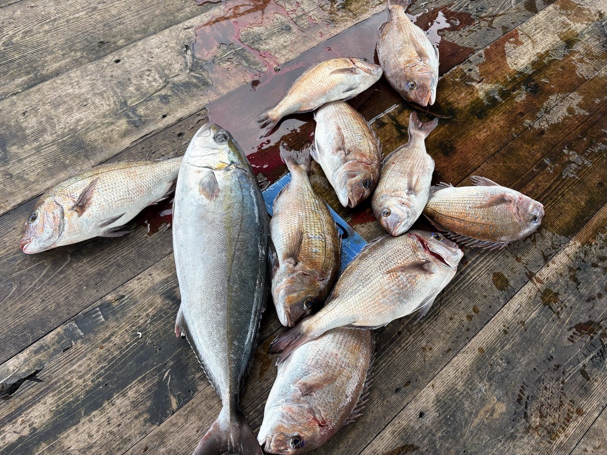 人生2度目の海上釣堀
真鯛9のカンパチ1
今日のハイライトは底取り重りで釣れたカンパチ）

行く前はなかなかモチベ上がらないけど
いざ来たら楽しい