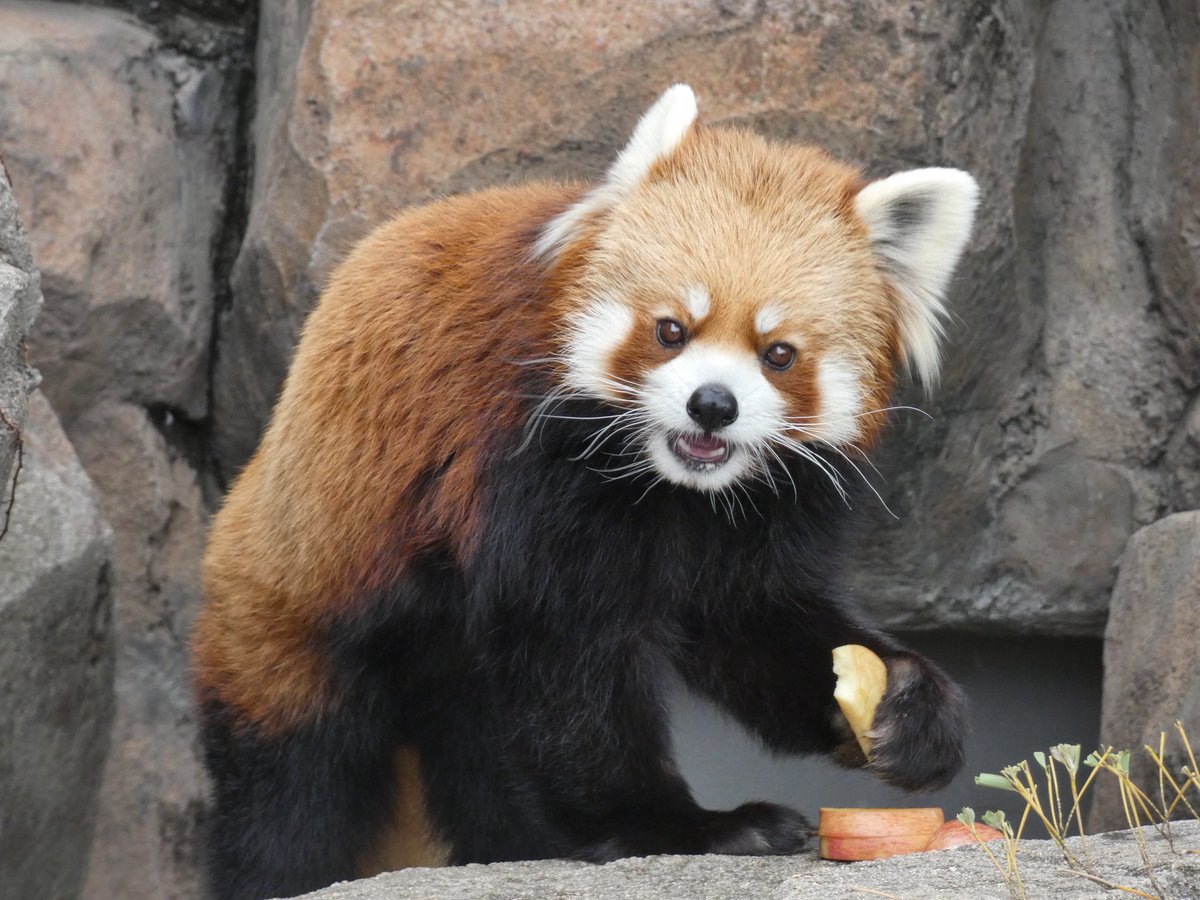 Jami (@redpanda3695) / Posts / X