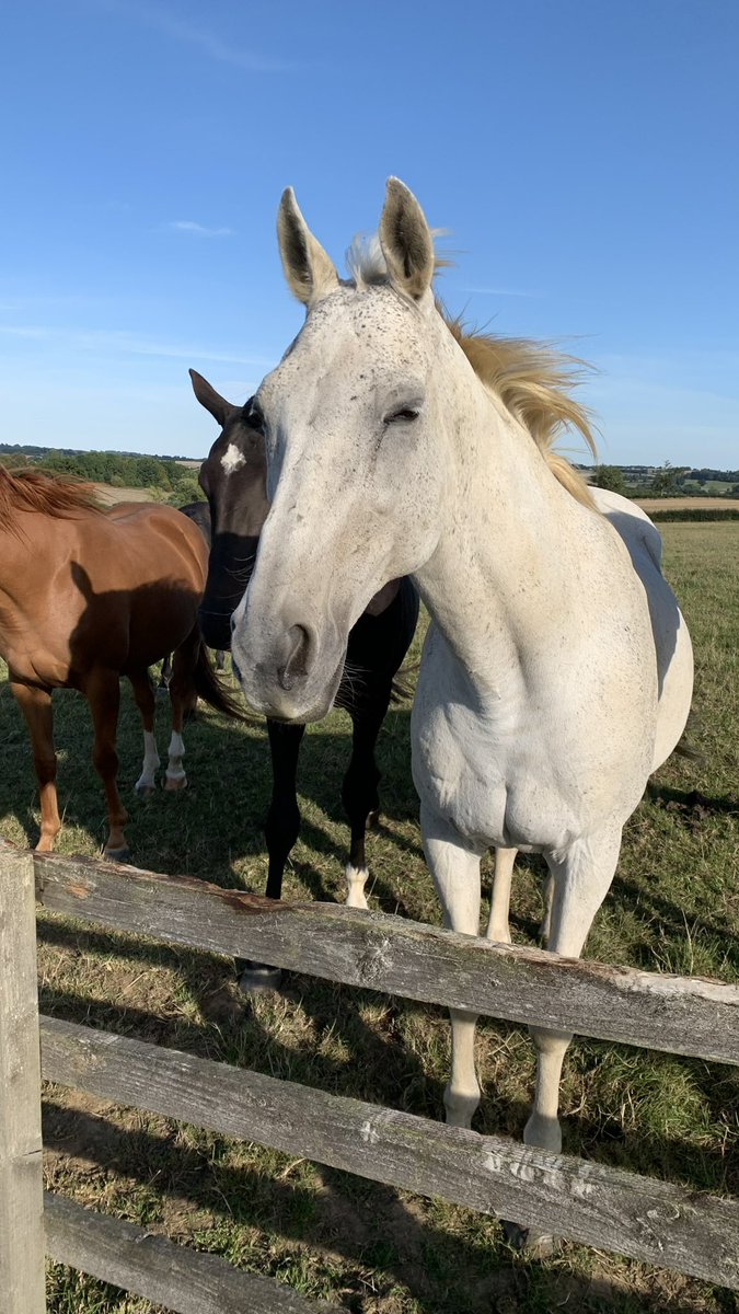 Nick Higgins tweet media