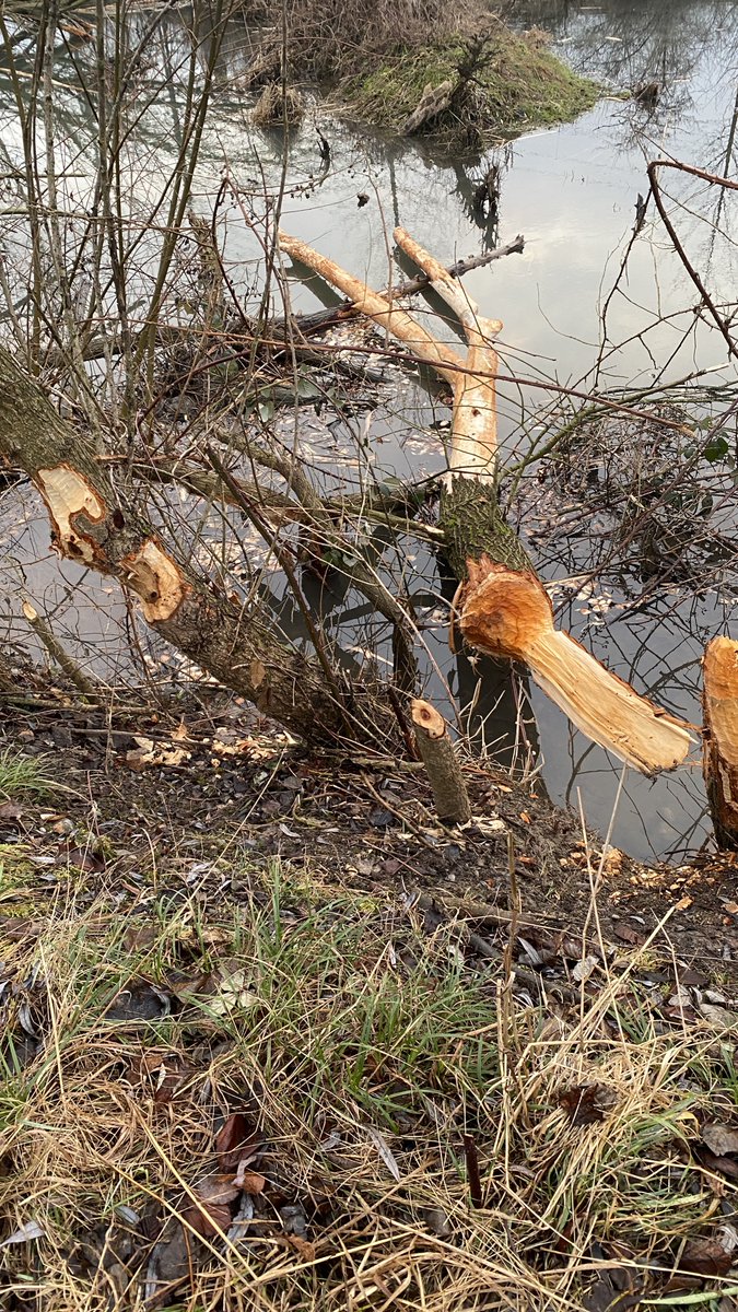 Biber in unserem Park ernähren sich im Winter besonders von der Baumrinde. Zwischen den Fotos liegen lediglich 3 Tage.