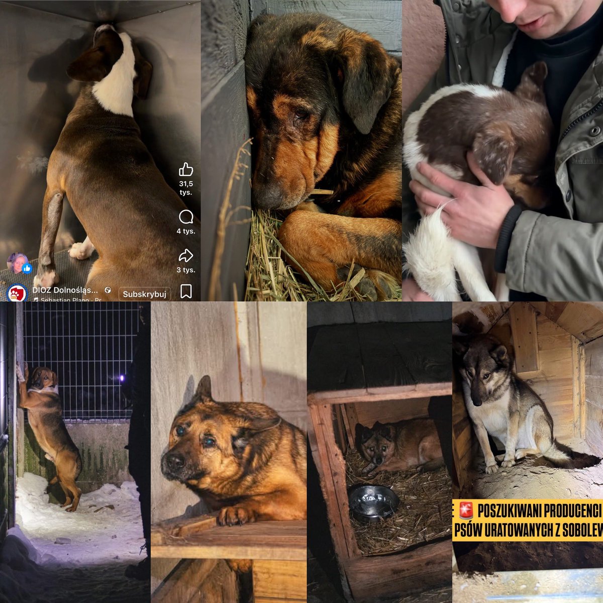 <a href="/DorotaNiedziela/">Dorota Niedziela</a> dlaczego Pani dała tylko 5 min i wyłączyła mikrofon osobom,które 24.01 odwaliły za państwo robotę. Nie chciała Pani relacji z pierwszej ręki? Bo zbyt emocjonalny ton? A jaki miał być?
👇tam jest już cisza,te psy milczą,musimy za nie krzyczeć. Będzie emocjonalnie