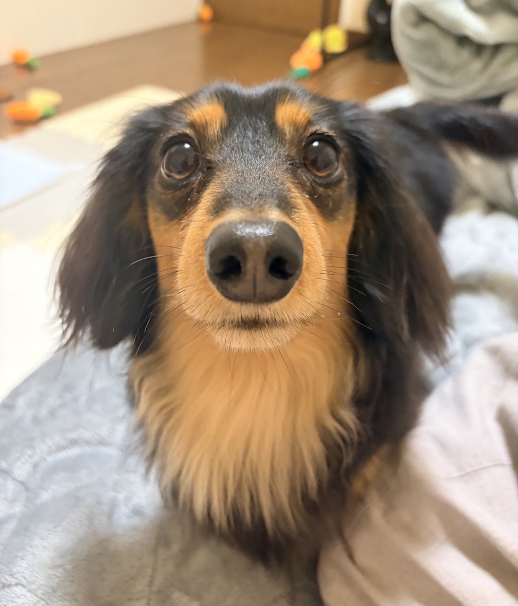 ロイくん🐶Mダックス♂ (@roiroi_reon02) / Posts / X
