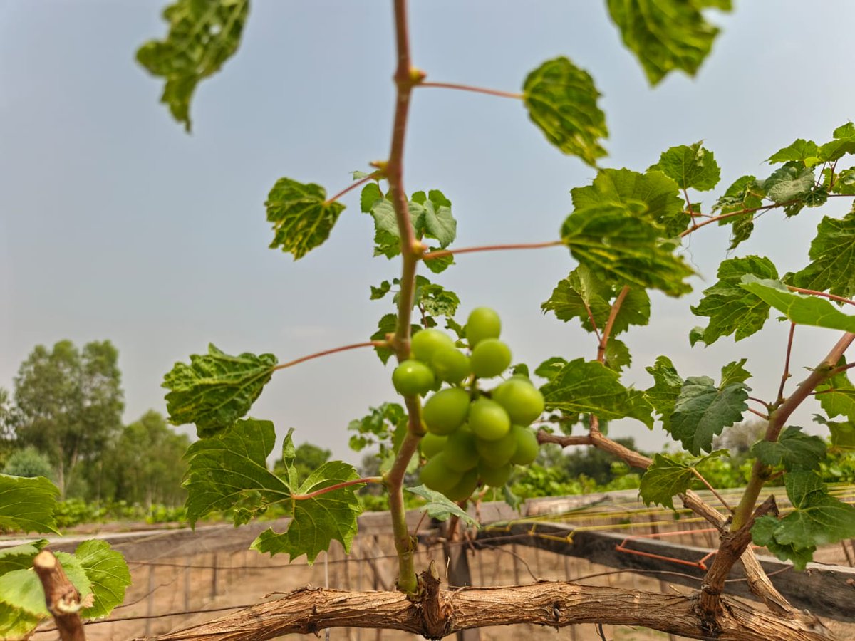 RetsonTedheke01's tweet photo. @NFGCSFarmEstate Grapevine Cluster is Speaking Loud and Clear.

Plantation is How Nigeria Farmers Succeed. Plantations Help Farmers Overcome the Challenges of Short to Medium Term Pains That Must Come.

Whatever you are Doing, Plant an Economic Tree Now. It is the only way, you are certain about Recover.

Nigeria Must Farm For Nigeria to Work!